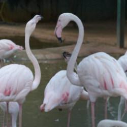 Türkiye’nin en büyük doğal yaşam parkı: 8 ayda 1 yılın rekorunu kırdı!