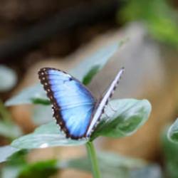 Türkiye’nin ilk kelebek bahçesi: Yaz döneminde doldu taştı!