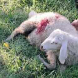 Erzincan'da başıboş köpek dehşeti! 6 Kuzu telef oldu