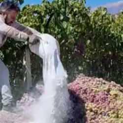 'Yasaklı ilaç' şoku: Ekipler harekete geçti, 6 ton üzüm imha edildi!