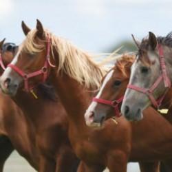 15 koşu tayı satılacak! Teminat 300 bin lira