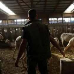 Yunanistan'da yeni salgın! S&uuml;r&uuml;ler itlaf ediliyor