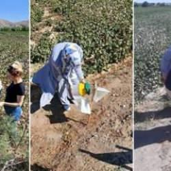 Aydın'da pembekurt &ccedil;ift&ccedil;inin kabusu oldu