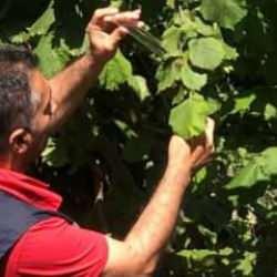 Samsun'da bu böcek çiftçiye kan kusturdu! Mücadele sürüyor