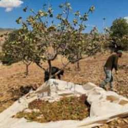 Siirt'te son durum: Fıstık hasadında sona gelindi
