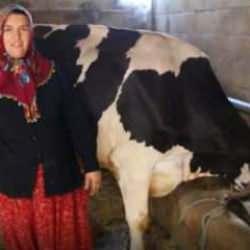 2 inekle başladı, 17 ineğe çıkardı! Artık sıfır kilometre aracı var