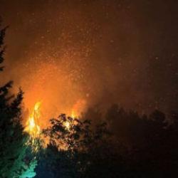 Beykoz'da orman yangını: Ekipler bölgede!