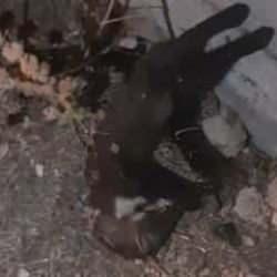 Bir mahalle elektriksiz kalmıştı: Sebebi sansar çıktı!