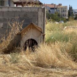 Burdur'da 3 sokak k&ouml;peğinin saldırısına uğrayan kadın yaralandı