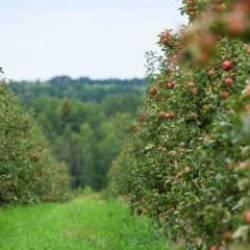 Galatasaray, Karadeniz'den arazi alıyor