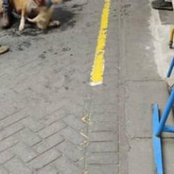 Gaziosmanpaşa’da pitbullun saldırdığı köpek öldü 