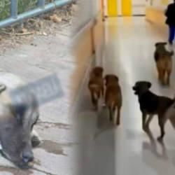 Kocaeli Üniversite Hastanesi'nde kuduz köpek vakası: Hasta yakınları isyan etti!