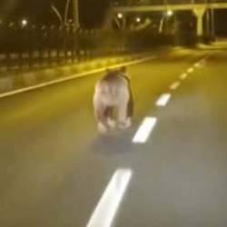 Tunceli&rsquo;de kara yolunda bozayı s&uuml;rprizi