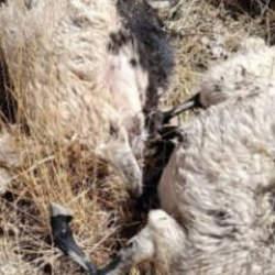 Van'da sürüye kurt saldırdı, 70'ten fazla hayvan telef oldu