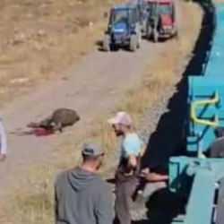 Yük treni büyükbaş sürüsüne çarptı; 5 inek öldü