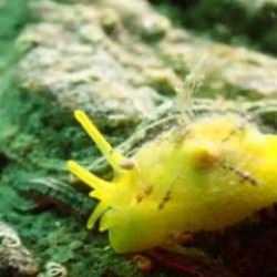 Ege&rsquo;nin derinliklerindeki g&uuml;zellik: Kuşadası&rsquo;nın sualtı hazineleri