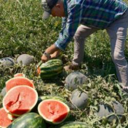 Fiyatı dudak uçuklatıyor: Iphone 17 almak için bu üründen 30 tır satmak gerekiyor