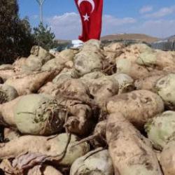 Şeker pancarının alım fiyatı belli oldu