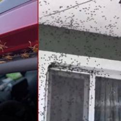 Giresun’da endişelendiren manzara! Evleri ve araçları istila ettiler 