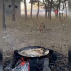 A&ccedil; kalan tilki vatandaşların sofrasına misafir oldu