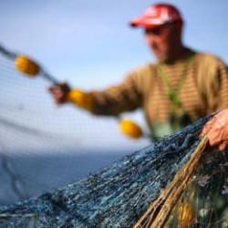 Balıkçıların yüzü istavritle gülüyor! Ordu'da son durum