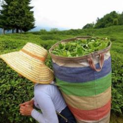 ÇAYKUR bu yıl 800 bin ton yaş çay almayı hedefliyor