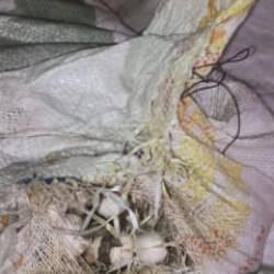 Dağ sarımsağını topladı, 557 bin lira ceza yedi!