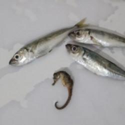 Hakkari'de şaşırtan olay: Balıkların arasından denizatı &ccedil;ıktı