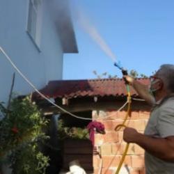 Karadeniz kokarca böceği istilası altında: Tarım ve Orman Bakanlığı'ndan kabusa son