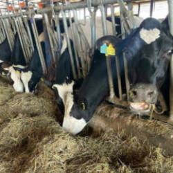 Samsun'da şap karantinası