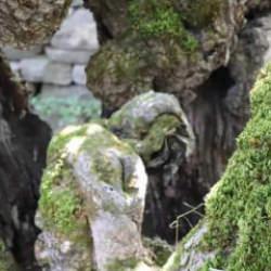 Sosyal medyada g&ouml;ren geliyor: Ağacın i&ccedil;inde net insan fig&uuml;r&uuml;!