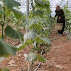 Kadın girişimci devlet desteğiyle kurduğu serada üretime katkı sağlıyor