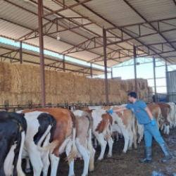 Bir ilde 12 mahalle karantinaya alındı!