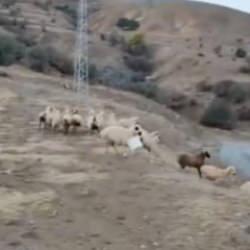 Boynunda kova ile koşmaya başlayan koyun ortalığı birbirine kattı