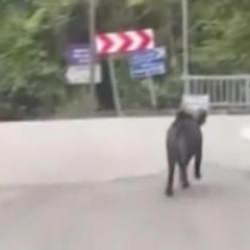Yer: Zonguldak! Domuz saldırısından böyle kurtuldu
