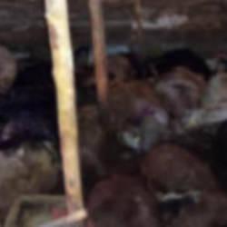 Elazığ'da korkunç olay! Ağıla yıldırım düştü, 45 hayvan telef oldu