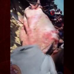 Gazze'de yaklaşık 10 metre ve 2 ton ağırlığındaki dev balık kaya vurdu