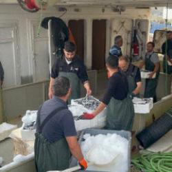 Kasa kasa hamsi bolluğu: Fiyatlar 100-150 lira bandına düştü