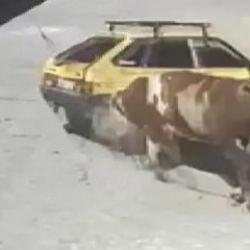 Kızgın boğa, hıncını otomobilden &ccedil;ıkardı: Boynuzlayıp s&uuml;r&uuml;kledi