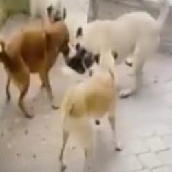 Köpek sürüsü kediye saldırdı! O anlar kamerada