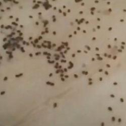 Ordu'da dehşete düşüren görüntüler: Tüm evi istila ettiler