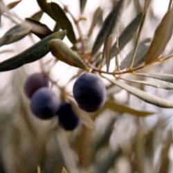 Zeytin rekoltesinde düşüş bekleniyor! ATB başkanı duyurdu