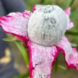 3 yıl önce üretime başladı! Kilosu 180 lira