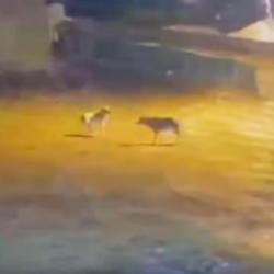 Çoban köpeği 4 kurda tek başına karşı koydu! O anlar kamerada