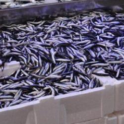 Balık tezgahlarında hamsi bolluğu: Kilogramı 70 TL!