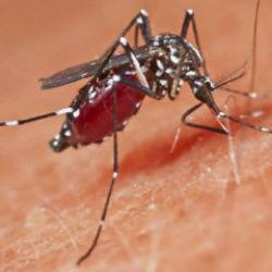 D&uuml;nyada sivrisineğin hi&ccedil; g&ouml;r&uuml;lmediği &uuml;lkede sivrisinek g&ouml;r&uuml;ld&uuml;