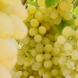 Ekim ayı bitiyor, üzüm bitmiyor