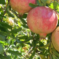 Geleneksel yöntemlerle katkısız üretip kilosunu 600 liradan satıyorlar