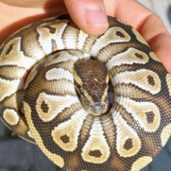 G&ouml;ren g&ouml;zlerine inanamadı! Cebinden piton &ccedil;ıktı