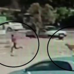 Hatay'da korku dolu anlar: Başıboş k&ouml;pek &ccedil;ocuğu kovaladı!